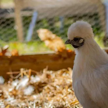 4 Etoiles - Piscine - Eecabc Kemping *