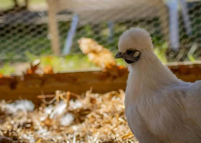 4 Etoiles - Piscine - Eecabc Camping *